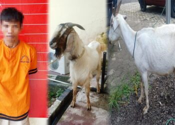 Pencuri Kambing Asal Ogan Ilir Ditangkap Polisi