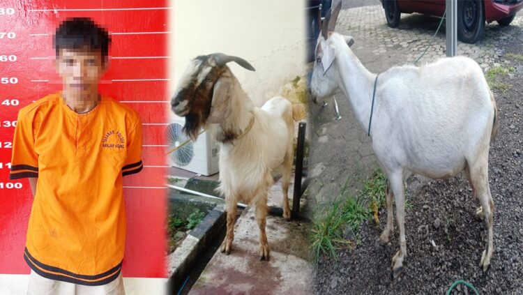 Pencuri Kambing Asal Ogan Ilir Ditangkap Polisi