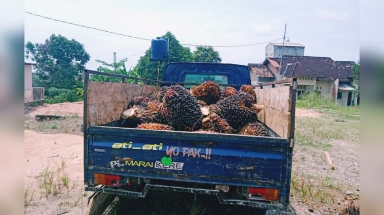 Pencuri TBS Sawit Milik PT Sumber Indah Perkasa